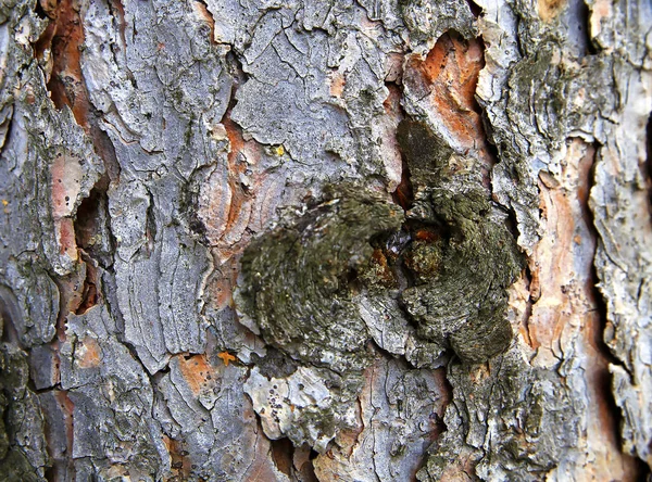 yoğun bir orman içinde büyüyen ağaç kabuğu tür