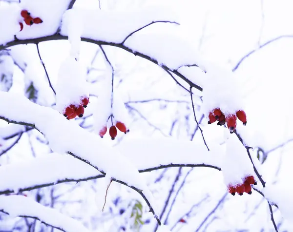 Natuur Winter Koud Seizoen Winter Landschappen Voorzieningen Foto Micro Stoc — Stockfoto