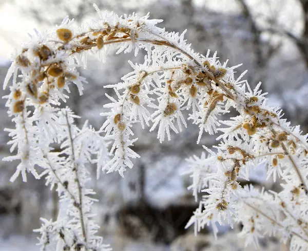 Nature Hiver Saison Froide Paysages Hivernaux Installations Photos Micro Stock — Photo