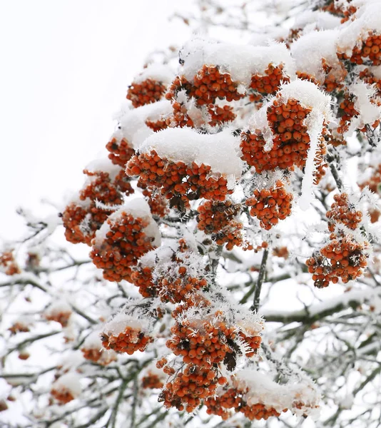 Nature Hiver Saison Froide Paysages Hivernaux Installations Photos Micro Stock — Photo