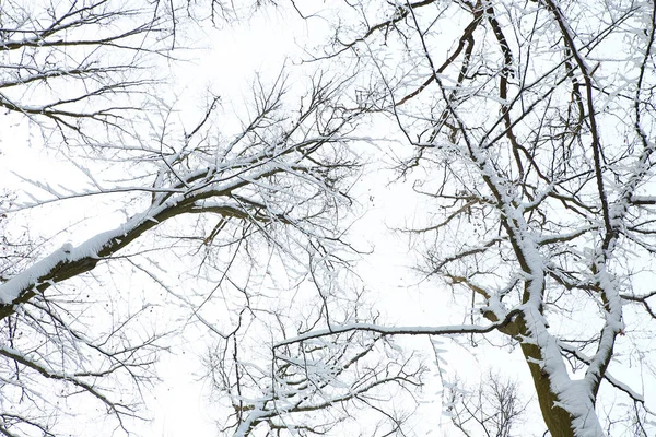 Природа Зимовий Холодний Сезон Зимові Пейзажі Споруди Фото Мікро Склад — стокове фото