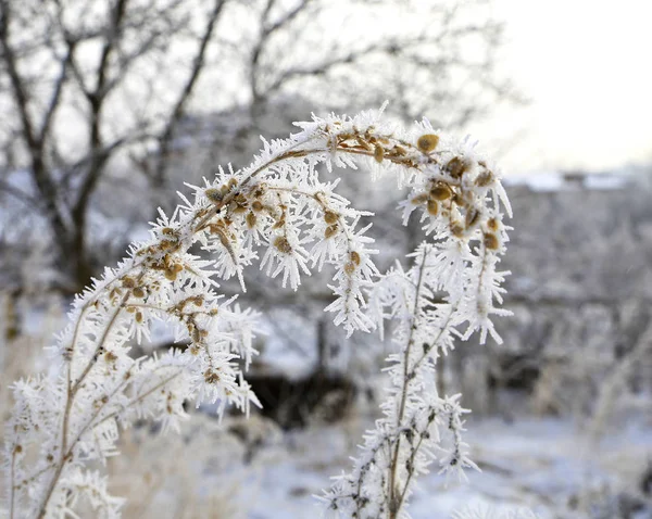 Naturen Vintern Och Kalla Årstiden Vinterlandskap Och Faciliteter Foton Mikro — Stockfoto