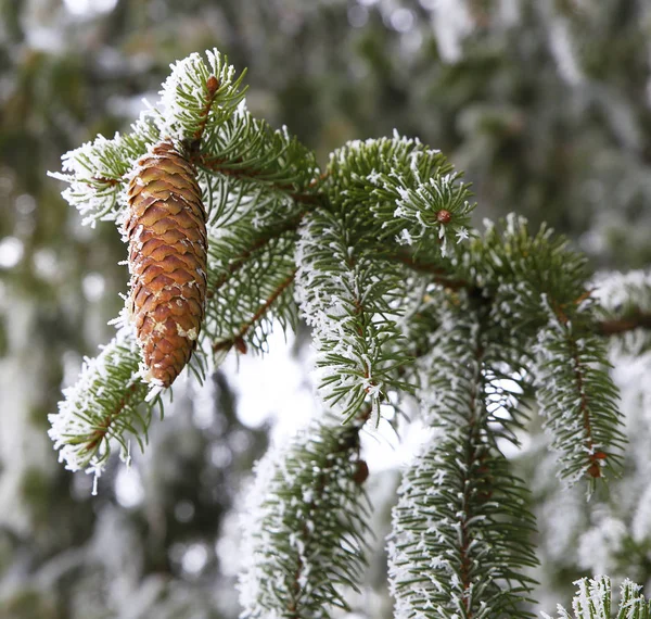 在冬季和寒冷的季节 冬季景观设施自然照片微股票 — 图库照片