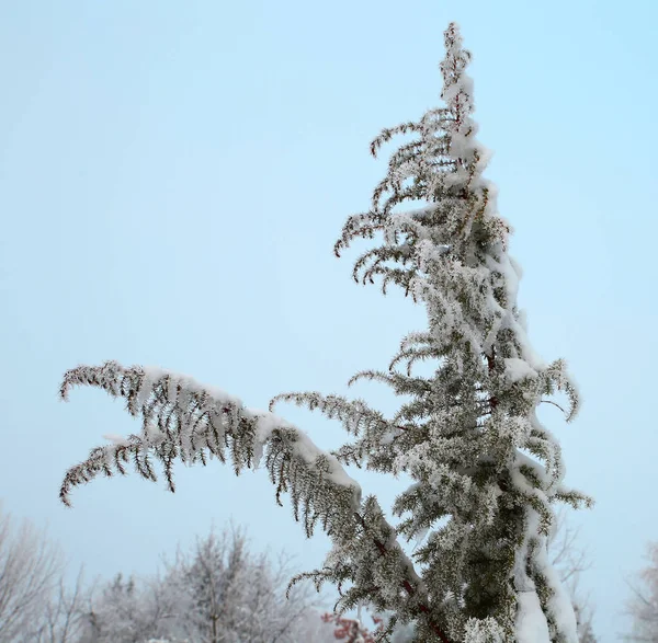 Naturen Vintern Och Kalla Årstiden Vinterlandskap Och Faciliteter Foton Mikro — Stockfoto