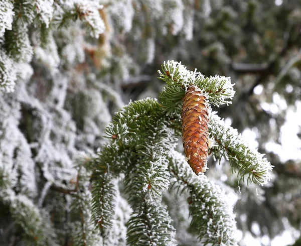 Naturaleza Invierno Estación Fría Paisajes Invierno Instalaciones Fotos Micro Stock —  Fotos de Stock