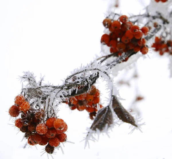 Φύση Στην Κρύο Σεζόν Χειμώνα Χειμώνα Τοπία Και Εγκαταστάσεις Φωτογραφίες — Φωτογραφία Αρχείου