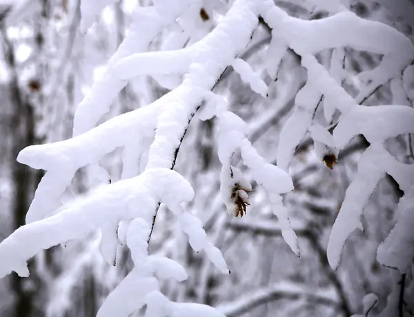 Natuur Winter Koud Seizoen Winter Landschappen Voorzieningen Foto Micro Stoc — Stockfoto