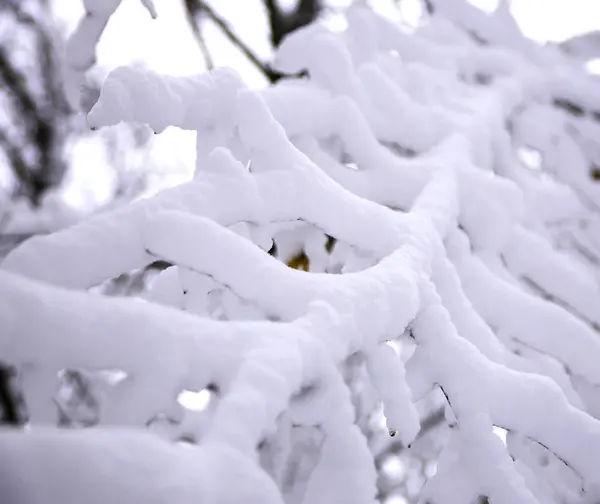 Natuur Winter Koud Seizoen Winter Landschappen Voorzieningen Foto Micro Stoc — Stockfoto