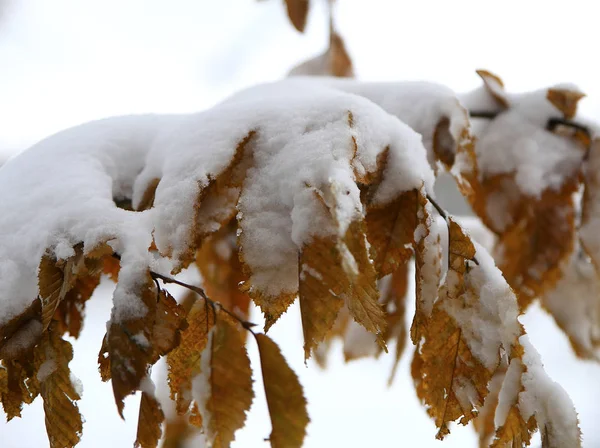 Nature Hiver Saison Froide Paysages Hiver Installations Photos Micro Poêle — Photo