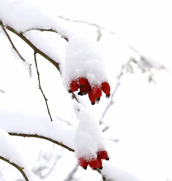 Natuur Winter Koud Seizoen Winter Landschappen Voorzieningen Foto Micro Stoc — Stockfoto