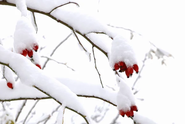 Natuur Winter Koud Seizoen Winter Landschappen Voorzieningen Foto Micro Stoc — Stockfoto