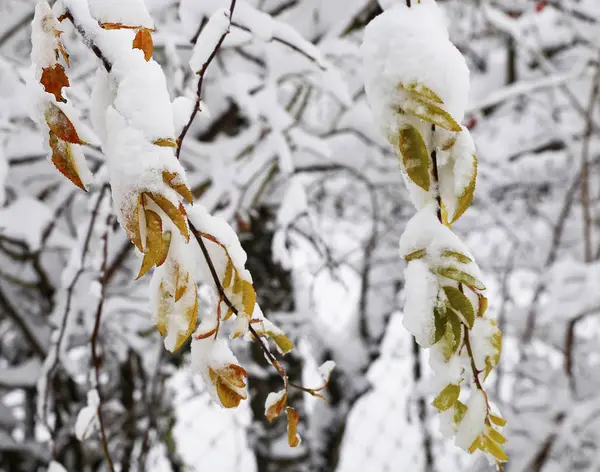 Natuur Winter Koud Seizoen Winter Landschappen Voorzieningen Foto Micro Stoc — Stockfoto