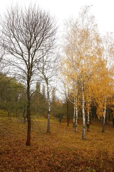 Schöne Landschaft Und Herbstliche Elemente Mit Blick Auf Die Natur — Stockfoto