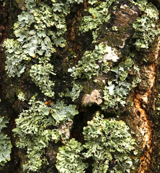 Sommer Wächst Dichtes Und Üppiges Waldmoos Auf Einem Baum — Stockfoto