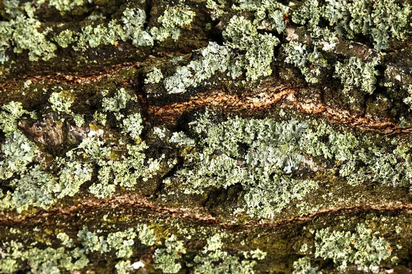 Sommer Wächst Dichtes Und Üppiges Waldmoos Auf Einem Baum — Stockfoto