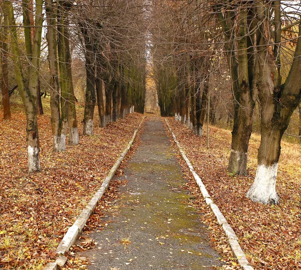 Красивые Пейзажи Осенние Элементы Видом Природу Фотографий Микро Инвентарь — стоковое фото