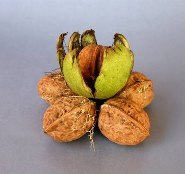 gri veya beyaz arka plan üzerinde ceviz