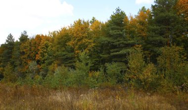 güzel sahne ve fotoğraf mikro-stoc doğa manzarasına sahip sonbahar öğeleri