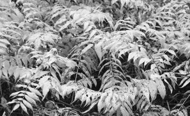 güzel sahne ve fotoğraf mikro-stoc doğa manzarasına sahip sonbahar öğeleri