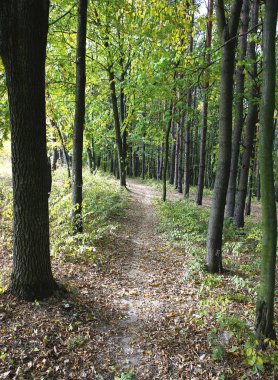 güzel sahne ve fotoğraf mikro-stoc doğa manzarasına sahip sonbahar öğeleri