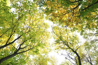 güzel sahne ve fotoğraf mikro-stoc doğa manzarasına sahip sonbahar öğeleri