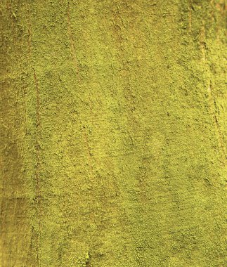 Yaz aylarında bir ağaç üzerinde büyüyen yoğun ve yemyeşil orman yosun