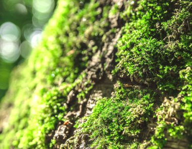 Yaz aylarında bir ağaç üzerinde büyüyen yoğun ve yemyeşil orman yosun