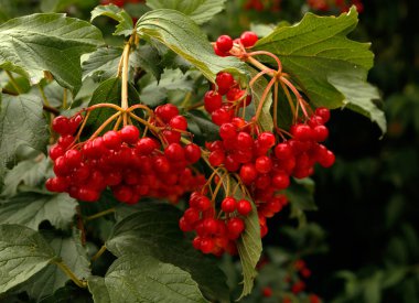 fotoğraf için mikro-stoc üzerinde büyüyen kartopu bush