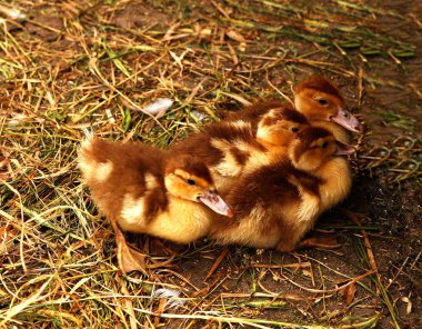  Arka Bahçe fotoğraf mikro-hisse senedi genç ördek yavrusu