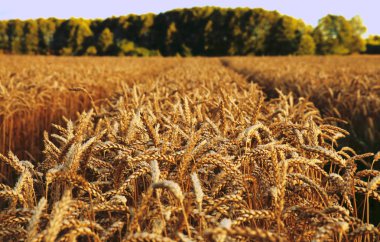 buğday hasat fotoğraf için mikro-stok için olgunlaştı altın olgun kulaklar