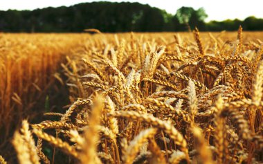 buğday hasat fotoğraf için mikro-stok için olgunlaştı altın olgun kulaklar