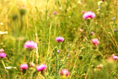  Mikro-stok için güneşli çayır fotoğrafa güzel kır çiçekleri