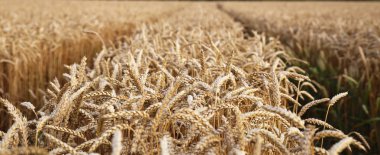 buğday hasat fotoğraf için mikro-stok için olgunlaştı altın olgun kulaklar