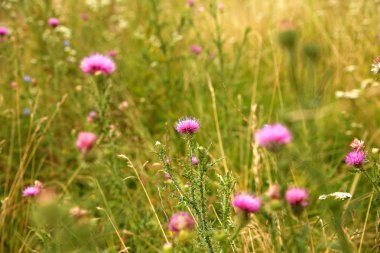 Güneşli çayır resmi için micro-stoc güzel kır çiçekleri