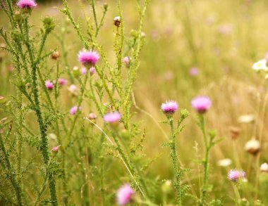Güneşli çayır resmi için micro-stoc güzel kır çiçekleri
