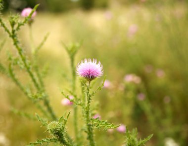   Mikro-stok için güneşli çayır fotoğrafa güzel kır çiçekleri