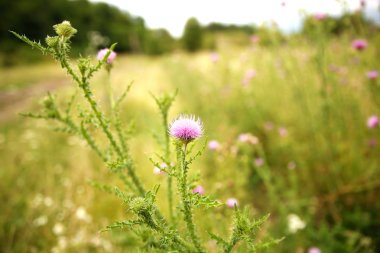Mikro-stok için güneşli çayır fotoğrafa güzel kır çiçekleri