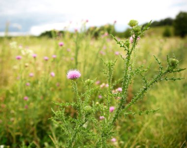  Mikro-stok için güneşli çayır fotoğrafa güzel kır çiçekleri