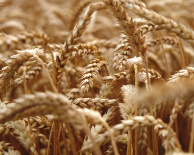 buğday hasat fotoğraf için mikro-stok için olgunlaştı altın olgun kulaklar