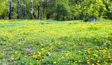  sarı çiçek yeşil çayır ve renkli bahar bloom