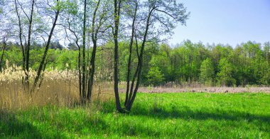 bahar, yatay, yemyeşil ağaçlar ve çayır çimen