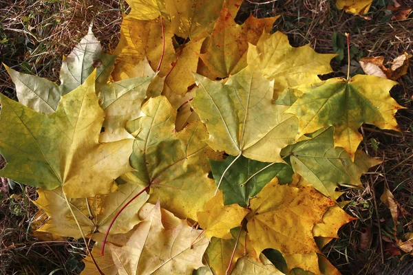 美丽的风景和秋天元素与照片微丝袜的自然观 — 图库照片