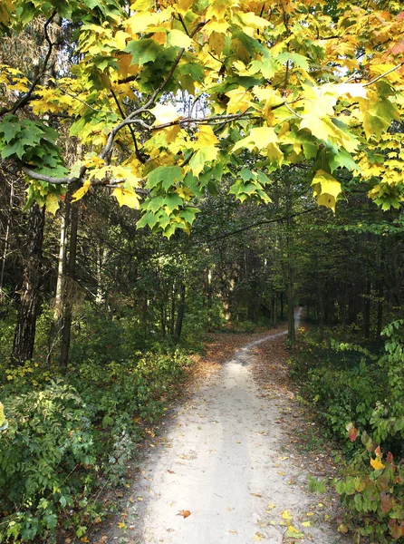 Piękne Krajobrazy Jesień Elementów Widokiem Charakter Zdjęcia Mikro Stoc — Zdjęcie stockowe