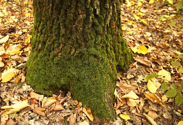Sommer Wächst Dichtes Und Üppiges Waldmoos Auf Einem Baum — Stockfoto