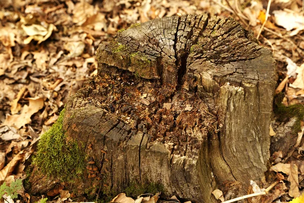风景秀丽的森林树桩在秋天的照片为微型股票 — 图库照片