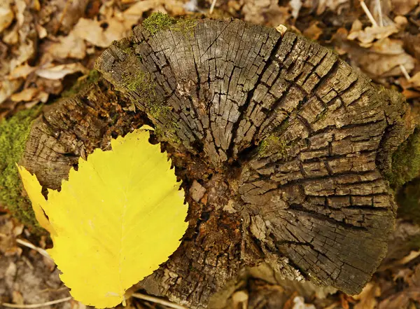 风景秀丽的森林树桩在秋天的照片为微型股票 — 图库照片