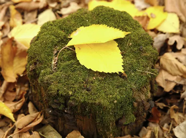 Malebném Lese Pařez Podzimní Fotografii Pro Mikro Skladem — Stock fotografie