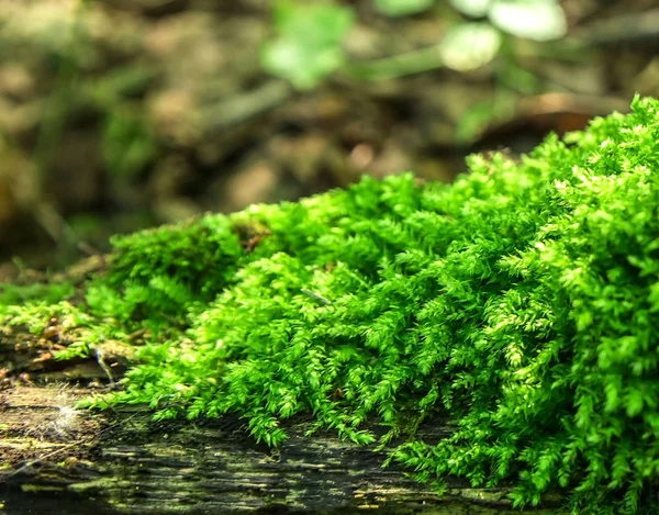 Musgo Denso Exuberante Del Bosque Que Crece Árbol Verano —  Fotos de Stock