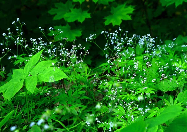 Άσπρα Λουλούδια Που Αναπτύσσονται Ένα Ξέφωτο Στο Δάσος — Φωτογραφία Αρχείου