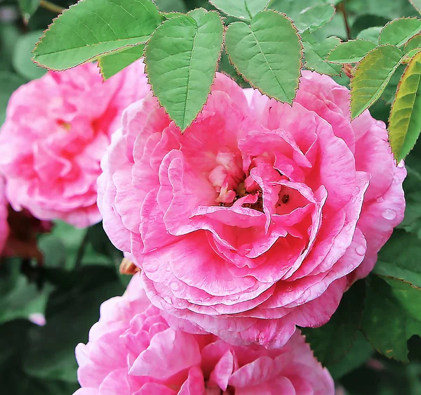 Belles Roses Arbustives Poussant Photos Plein Air Photostock — Photo